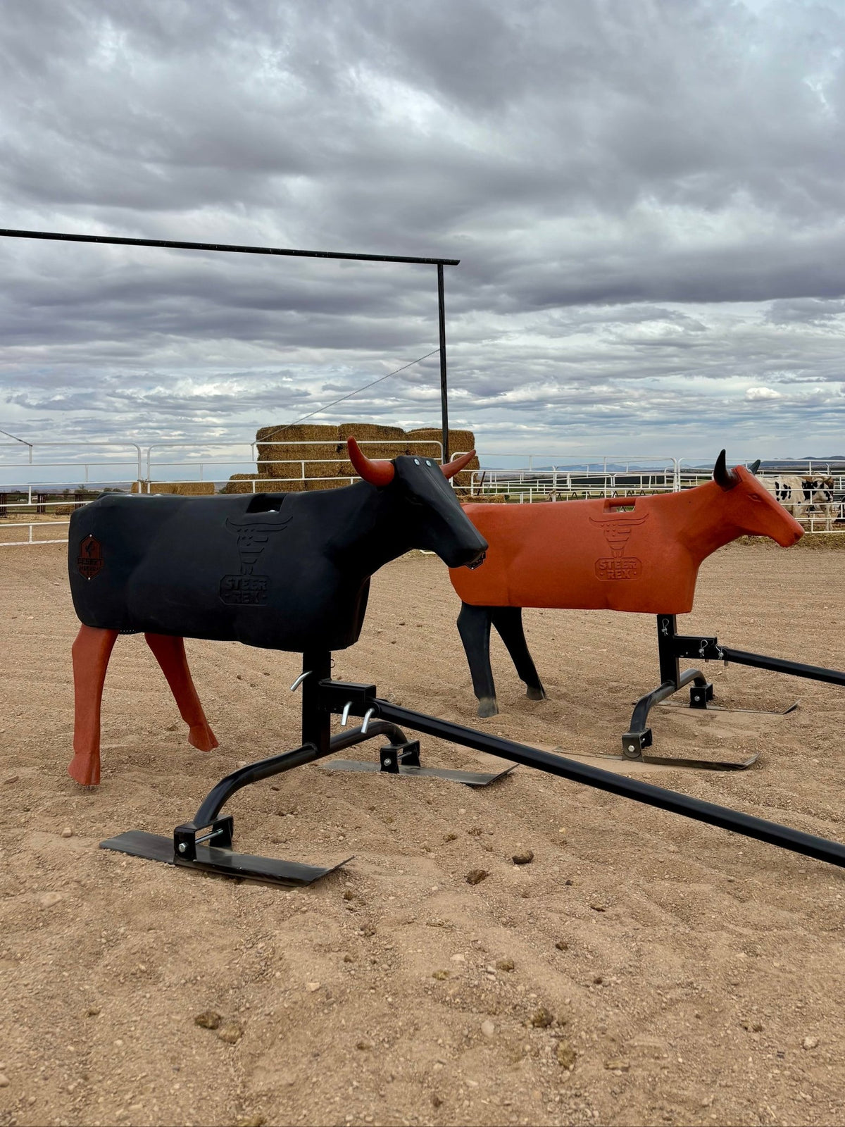 STEER REX